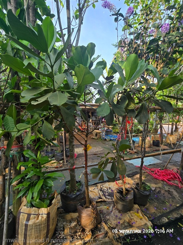 เกล็ดกระโห้เขียว สูง1.5ม. | สวนป้านิตย์ ปราจีนบุรี - เมืองปราจีนบุรี ปราจีนบุรี