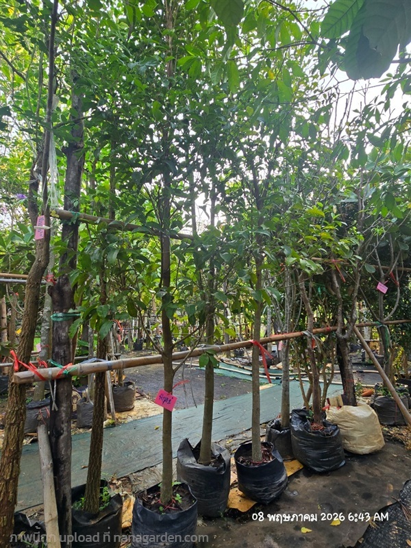 พิกุล2" | สวนป้านิตย์ ปราจีนบุรี - เมืองปราจีนบุรี ปราจีนบุรี