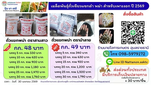 ถั่วเขียวผิวดำ (ถั่วแขก) สำหรับเพาะถั่วงอก ปี 2569 | เมล็ดถั่วเขียว อุบลราชธานี - เมืองอุบลราชธานี อุบลราชธานี