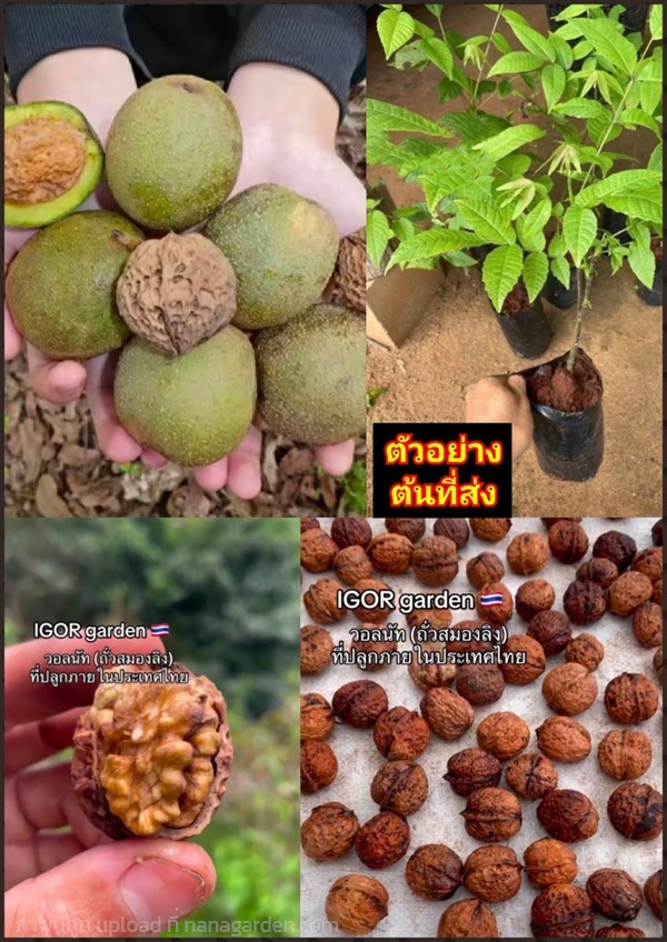 ต้นวอลนัท ต้นถั่ววอลนัท walnuts Southern walnut ju | Shopping by lewat - เมืองมหาสารคาม มหาสารคาม