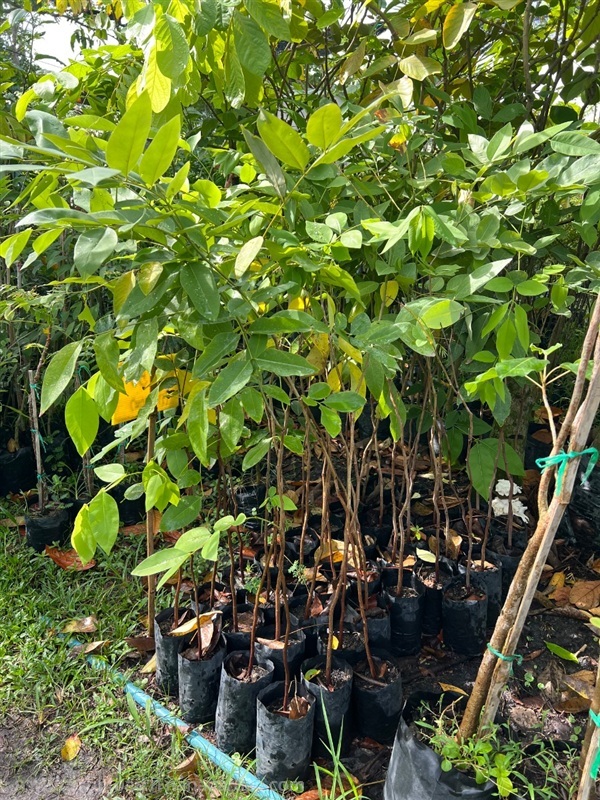 ต้นคูน ///ต้นราชพฤกษ์ | สมบูรณ์จัดหาพันธ์ไม้ - หนองเสือ ปทุมธานี