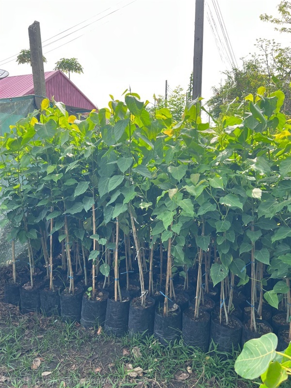 ต้นกล้าโพธิ์ไซต์สูงฯ | สมบูรณ์จัดหาพันธ์ไม้ - หนองเสือ ปทุมธานี