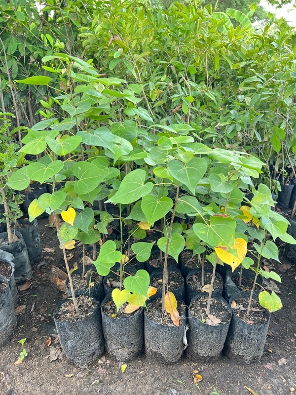 โพธิ์ทะเล | สมบูรณ์จัดหาพันธ์ไม้ - หนองเสือ ปทุมธานี