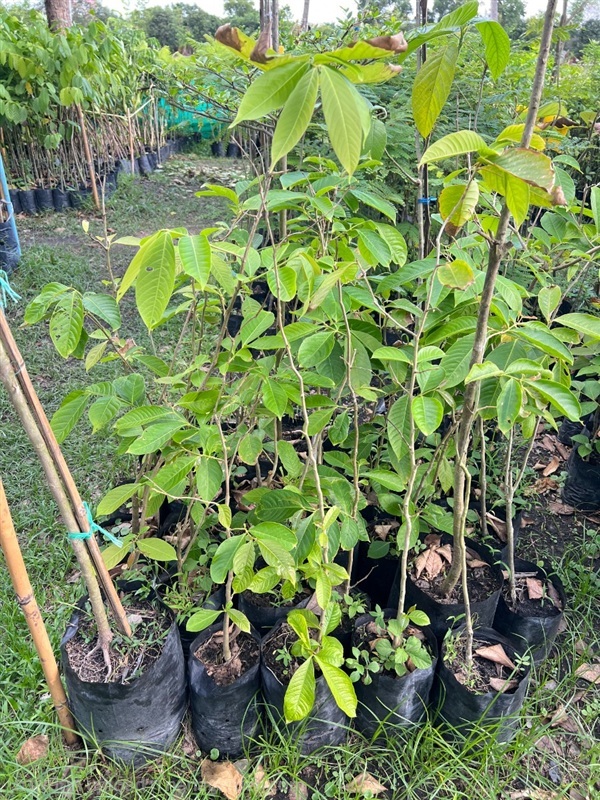 ต้นอินทนิล | สมบูรณ์จัดหาพันธ์ไม้ - หนองเสือ ปทุมธานี