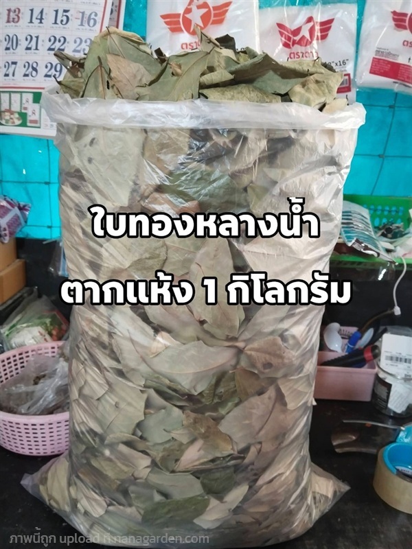 ใบทองหลางน้ำตากแห้ง(ทองหลางก้านแดง) | เมล็ดพันธุ์ดี เกษตรวิถีไทย - เมืองระยอง ระยอง