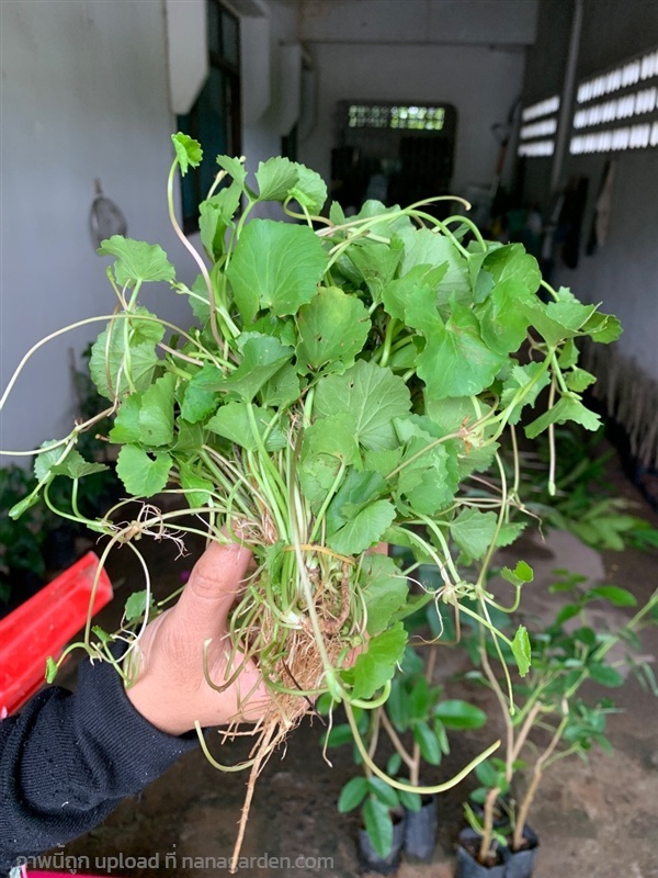 ใบบัวบก ต้นใบบัวบก | เนตรนภาพันธุ์ไม้ - เมืองตรัง ตรัง
