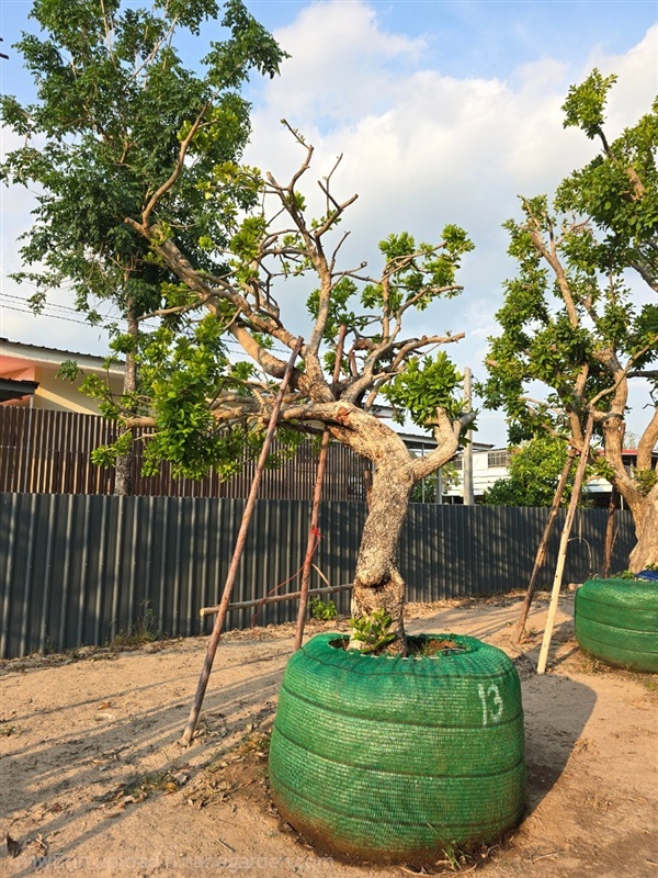 ต้นหว้าน้ำโขงเอนลีลา | สวนต้นอ้อ พันธุ์ไม้ - แก่งคอย สระบุรี