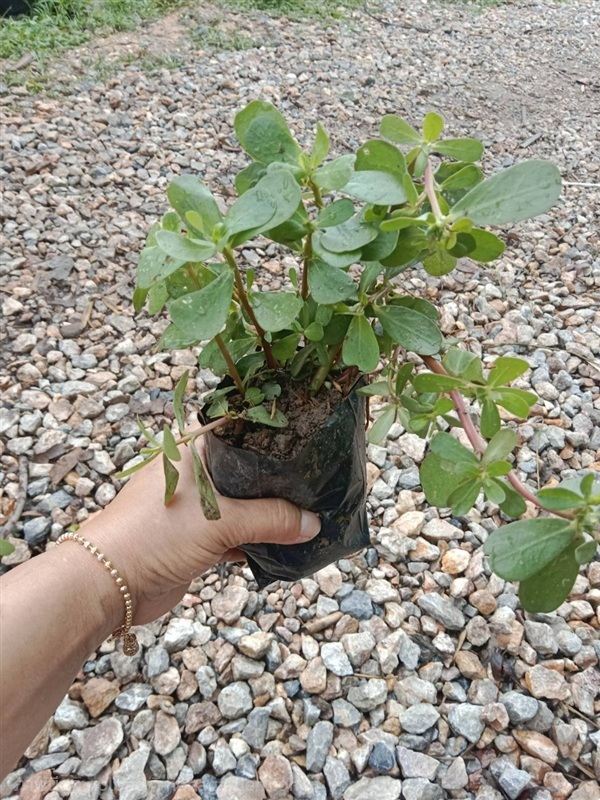 ต้นพันธุ์   เบี้ยใหญ่  ถุงดำพร้อมปลูก 39 บาท  | เจซีฟาร์ม - เวียงชัย เชียงราย