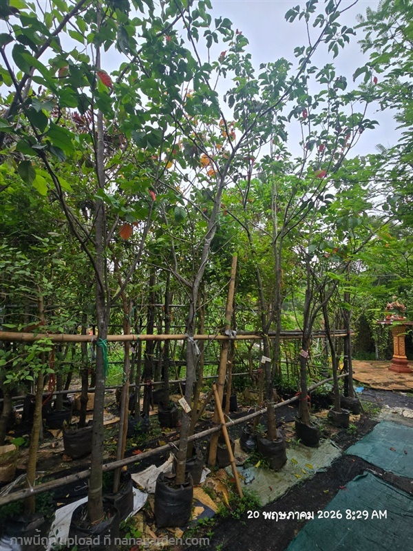 ปุยฝ้าย3" | สวนป้านิตย์ ปราจีนบุรี - เมืองปราจีนบุรี ปราจีนบุรี