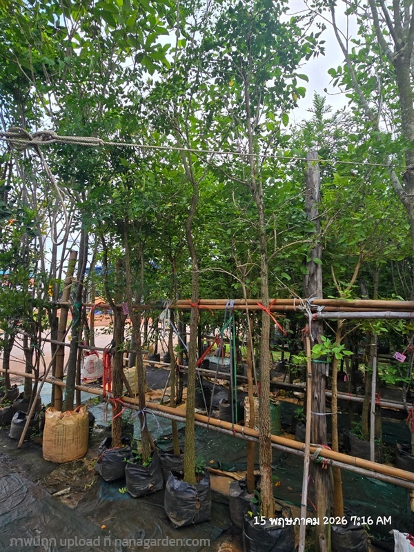ปีบขาว3" | สวนป้านิตย์ ปราจีนบุรี - เมืองปราจีนบุรี ปราจีนบุรี