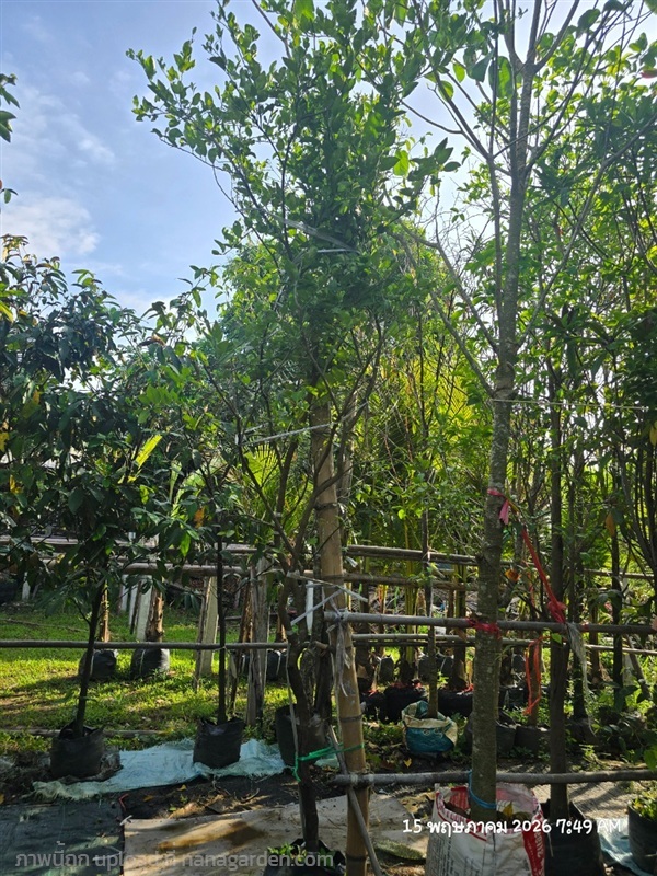 มะนาวไข่2" | สวนป้านิตย์ ปราจีนบุรี - เมืองปราจีนบุรี ปราจีนบุรี
