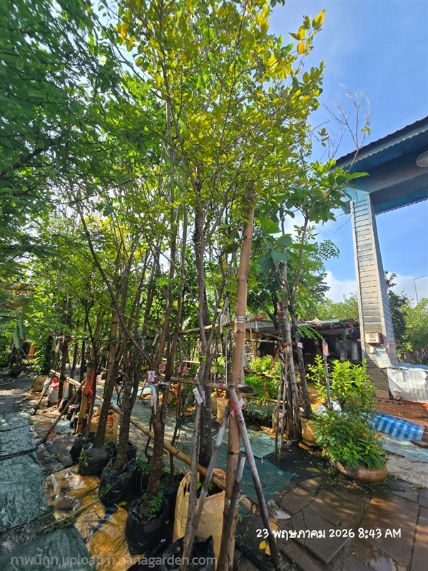 ต้นชะแมบหรือทองนพเก้า 2" กำลังแตกใบใหม่ | สวนป้านิตย์ ปราจีนบุรี - เมืองปราจีนบุรี ปราจีนบุรี
