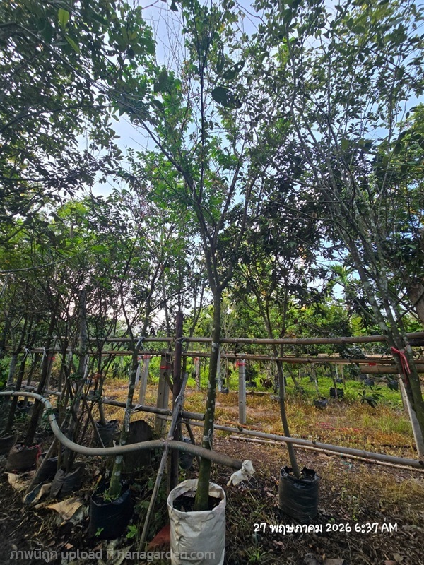 มะเฟือง3" | สวนป้านิตย์ ปราจีนบุรี - เมืองปราจีนบุรี ปราจีนบุรี