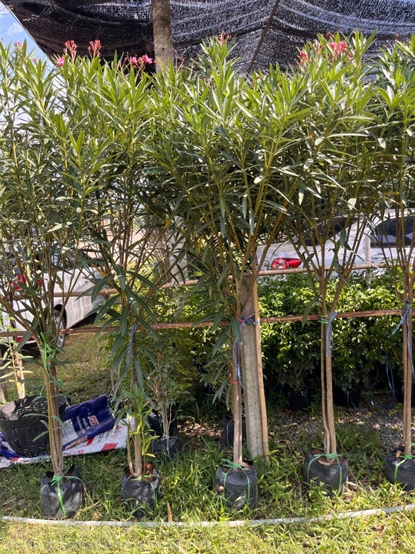ต้นยี่โถ | ณัฐพลพันธุ์ไม้ -  ปราจีนบุรี
