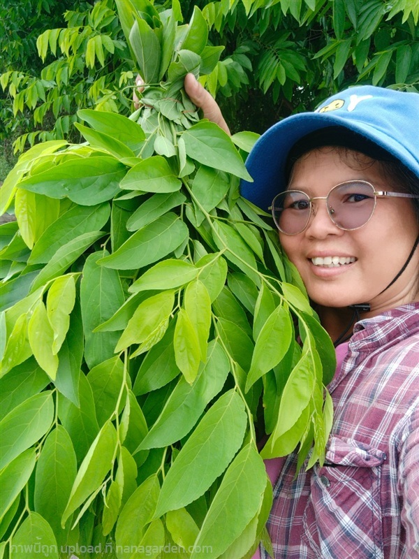 รางแดง ขายใบรางแดงสด | เมล็ดพันธุ์ดี เกษตรวิถีไทย - เมืองระยอง ระยอง