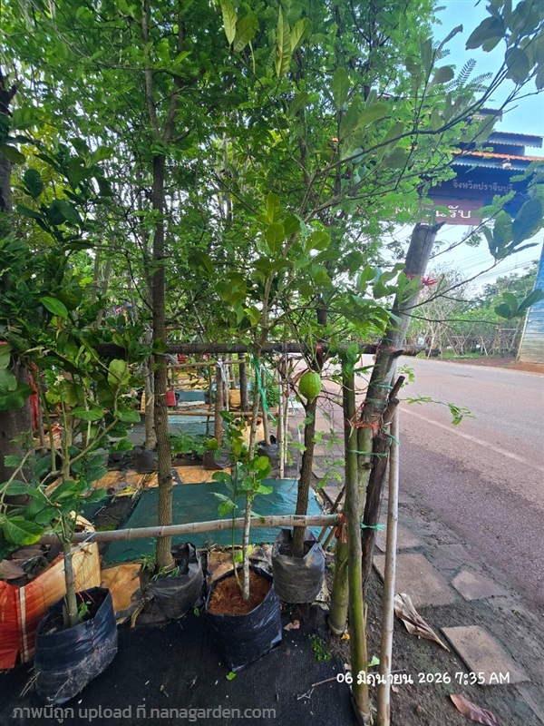 เลมอน | สวนป้านิตย์ ปราจีนบุรี - เมืองปราจีนบุรี ปราจีนบุรี