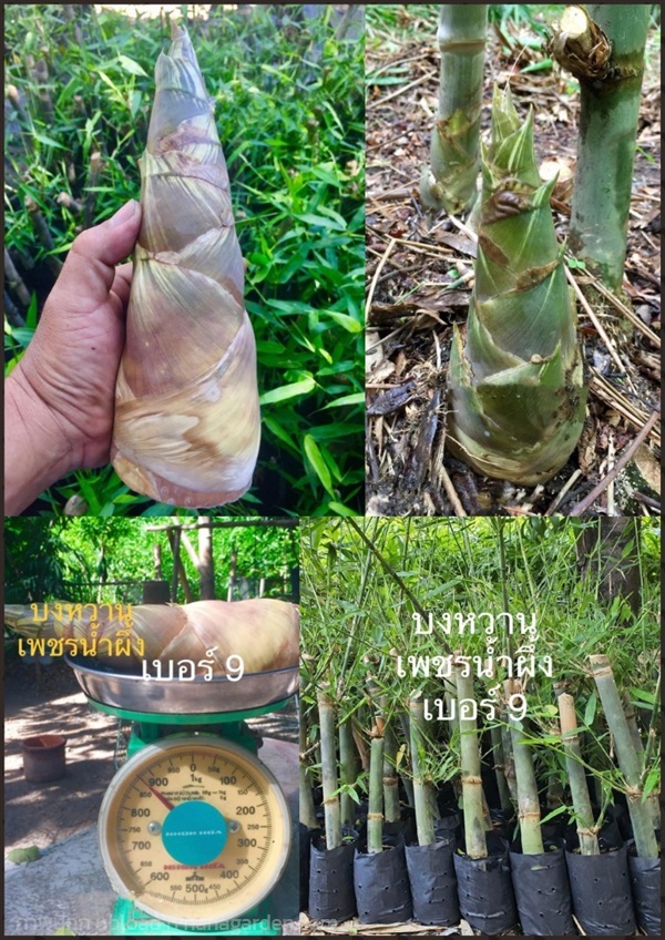2 ต้น ต้นไผ่บงหวานเพชรน้ำผึ้งเบอร์  9 | Shopping by lewat - เมืองมหาสารคาม มหาสารคาม
