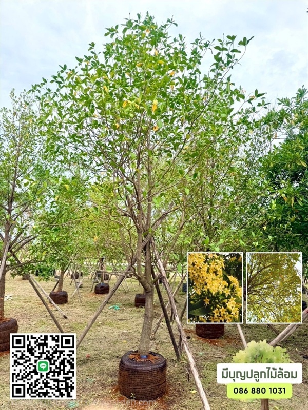 ต้นกันเกรา | มีบุญปลูก - ศรีประจันต์ สุพรรณบุรี