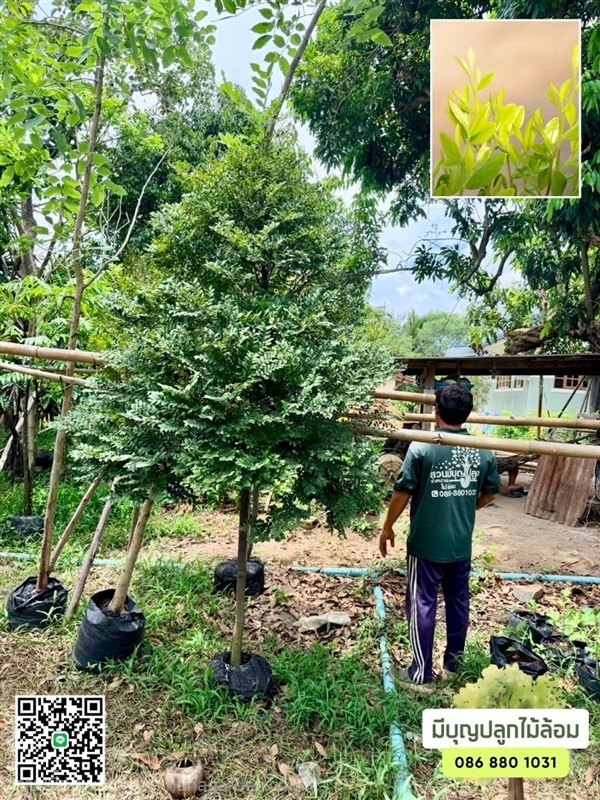 ล่ำซำ | มีบุญปลูก - ศรีประจันต์ สุพรรณบุรี