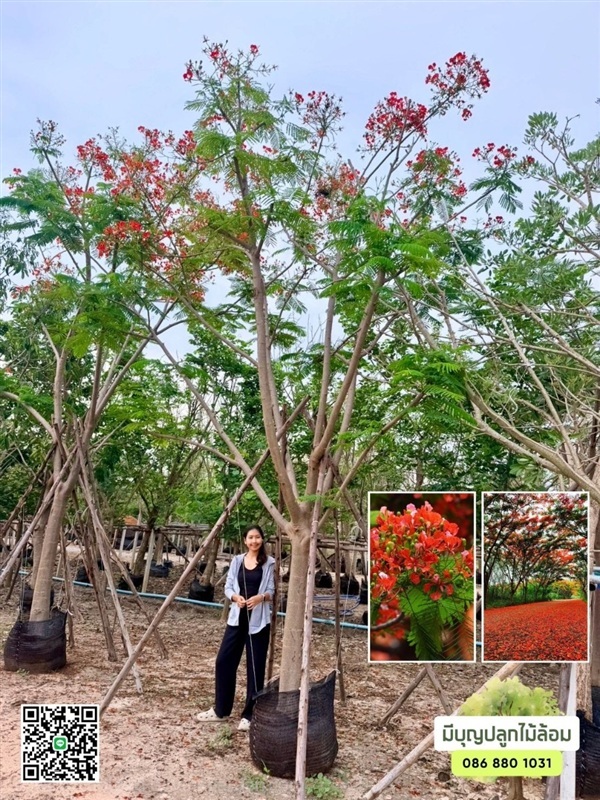หางนกยูง | มีบุญปลูก - ศรีประจันต์ สุพรรณบุรี