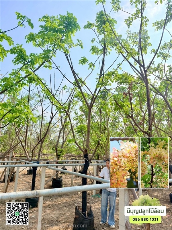 คูนสายรุ้ง คูนชมพู คูนเจ็ดสี 4 นิ้ว | มีบุญปลูก - ศรีประจันต์ สุพรรณบุรี