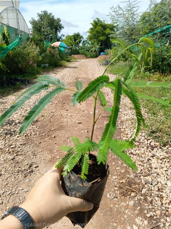 ต้นพันธุ์ ต้นเหรียง พร้อมปลูกในถุงดำ 49บาท   | เจซีฟาร์ม - เวียงชัย เชียงราย