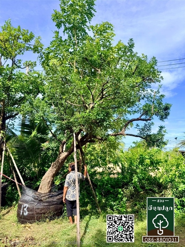 ต้นแจง 13 นิ้ว สูง 3.5 เมตร | มีบุญปลูก - ศรีประจันต์ สุพรรณบุรี