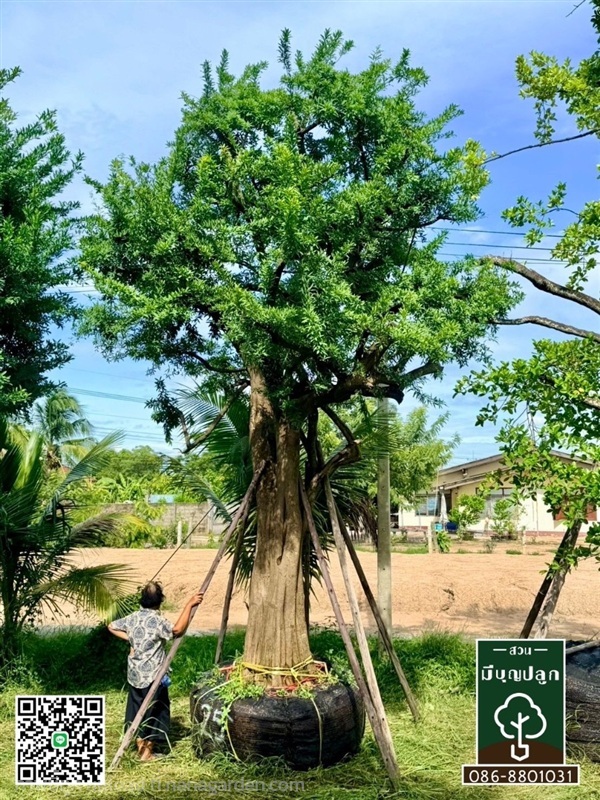 ต้นแจง 25 นิ้ว สูง 7 เมตร | มีบุญปลูก - ศรีประจันต์ สุพรรณบุรี