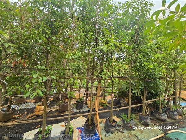 พิกุล2" | สวนป้านิตย์ ปราจีนบุรี - เมืองปราจีนบุรี ปราจีนบุรี