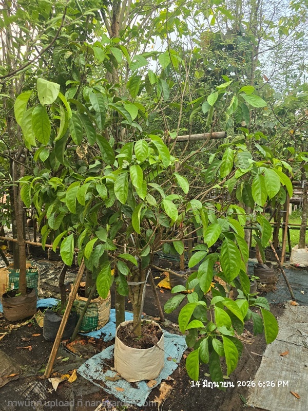 มะไฟเหรียญทอง 3" | สวนป้านิตย์ ปราจีนบุรี - เมืองปราจีนบุรี ปราจีนบุรี