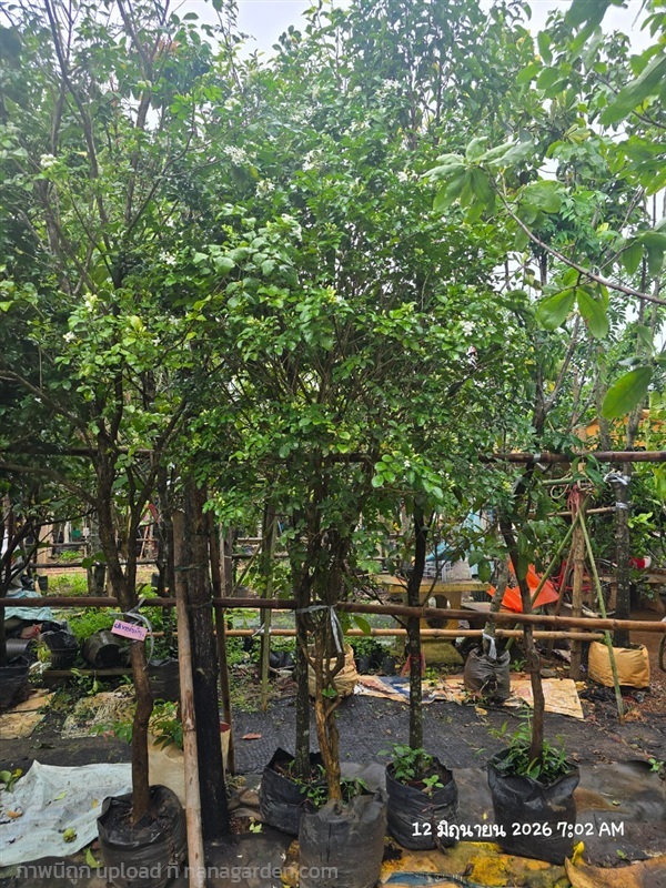 แก้วพวงดวงใจ2" | สวนป้านิตย์ ปราจีนบุรี - เมืองปราจีนบุรี ปราจีนบุรี