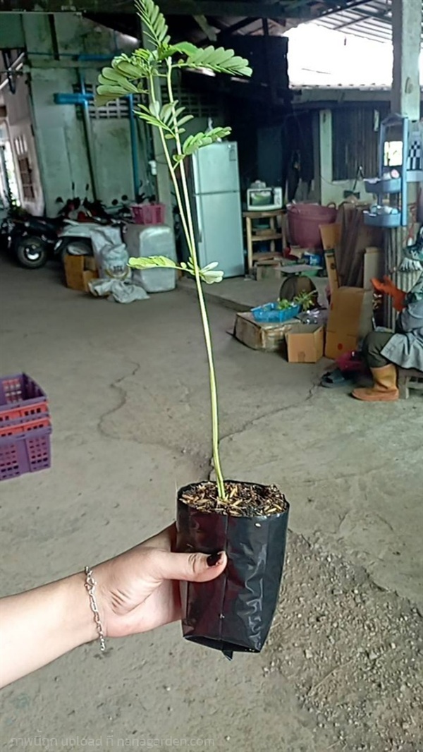 ต้นพันธุ์ โสน โสนทวาย ถุงดำพร้อมปลูก  30บาท ดอกโสน | เจซีฟาร์ม - เวียงชัย เชียงราย