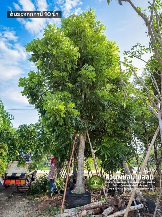ต้นมะฮอกกานี  10 นิ้ว สูง 6-7เมตร | สวนพยอมไม้ล้อม จำหน่ายไม้ขุดล้อมขนาดเล็ก,ขนาดใหญ่ - เมืองนครนายก นครนายก