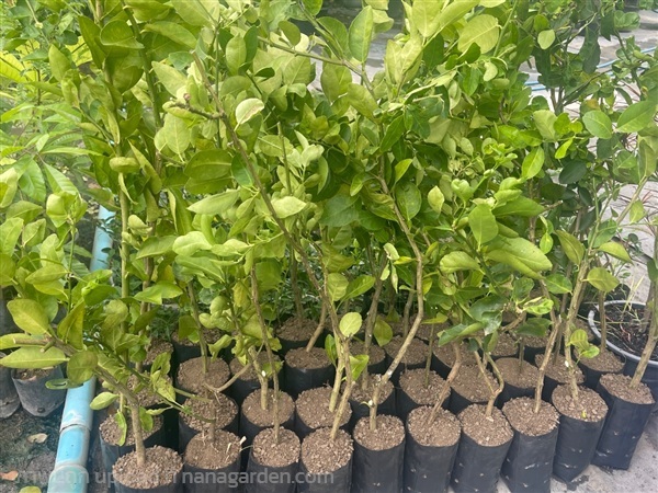 มะนาว มะนาวแป้นรำไพ ตาฮิติ | สวนอานนท์ - ท่าม่วง กาญจนบุรี