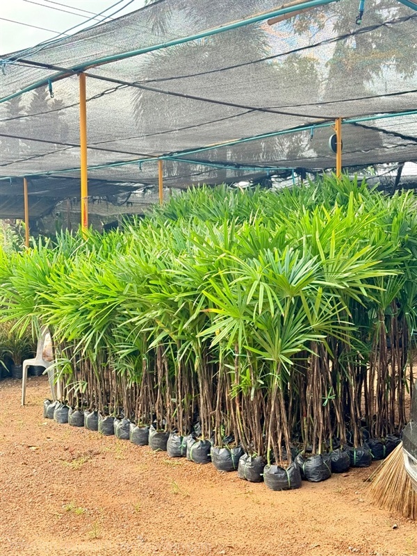 ต้นจั๋งเชียงใหม่ ความสูง 1.00 -2.00 เมตร | สวน ภ.ภูมิยาพันธุ์ไม้ - เมืองปราจีนบุรี ปราจีนบุรี
