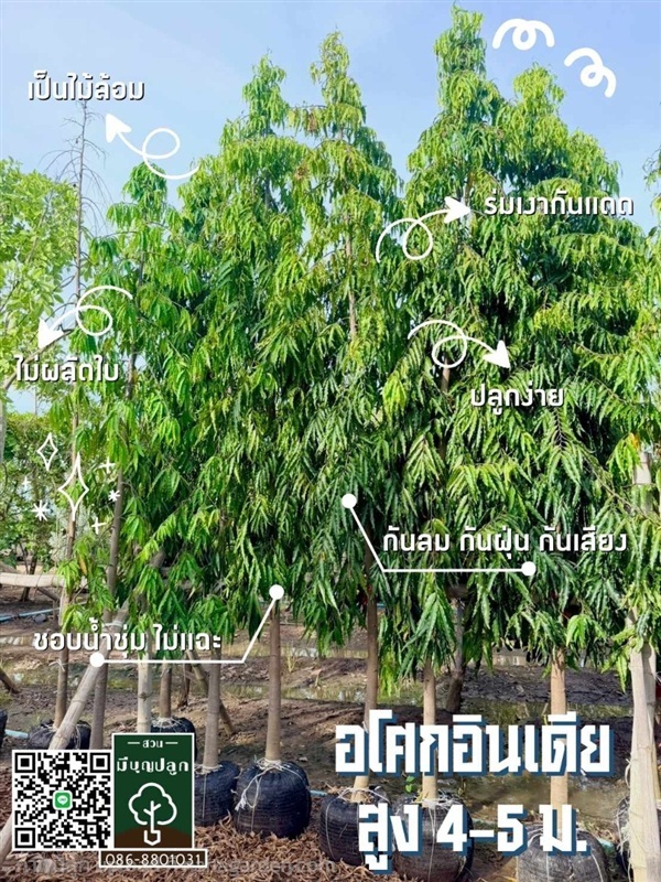 อโศกอินเดีย สูง 4-5 เมตร | มีบุญปลูก - ศรีประจันต์ สุพรรณบุรี