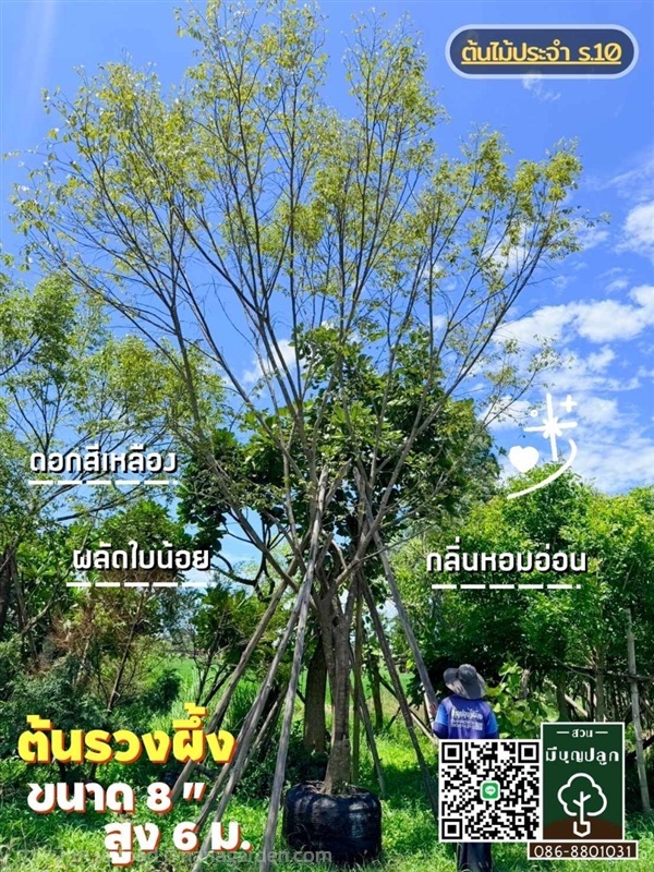 ต้นรวงผึ้ง 8 นิ้ว | มีบุญปลูก - ศรีประจันต์ สุพรรณบุรี