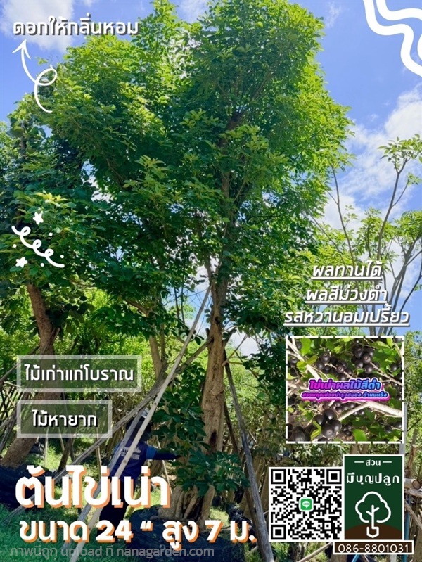 ต้นไข่เน่า 24 นิ้ว | มีบุญปลูก - ศรีประจันต์ สุพรรณบุรี