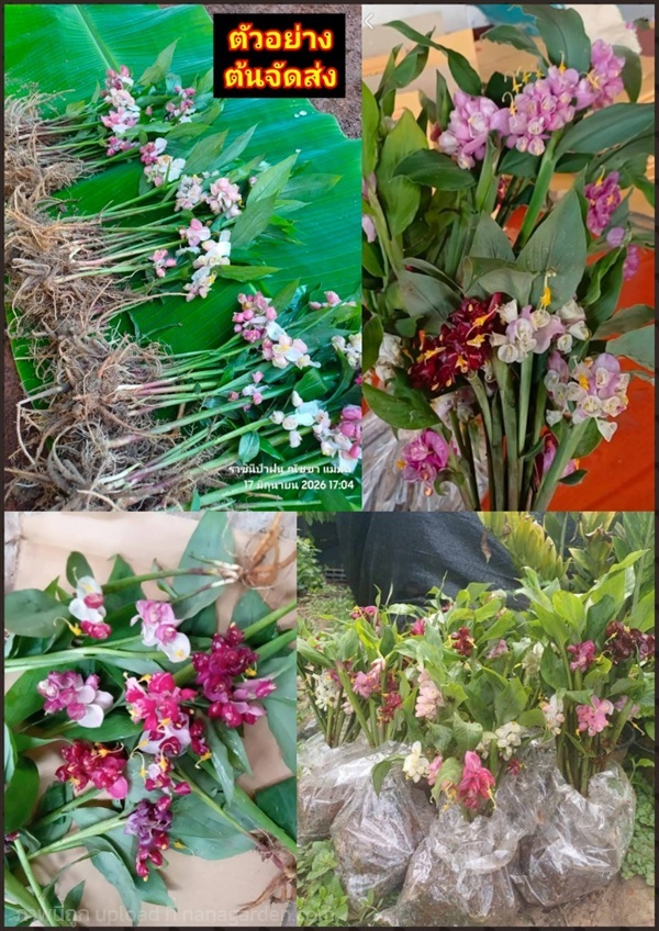 ต้นดอกเข้าพรรษาโรเซีย สีดอก ทูโทน Globba roxburghi | Shopping by lewat - เมืองมหาสารคาม มหาสารคาม