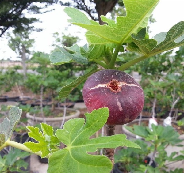 กิ่งตอนแบล็กเจนัว | Home fig garden - บางใหญ่ นนทบุรี