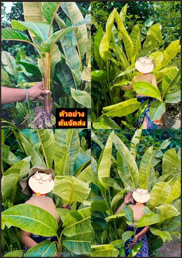 ต้นกล้วยพัดด่าง Traveller's tree vari | Shopping by lewat - เมืองมหาสารคาม มหาสารคาม