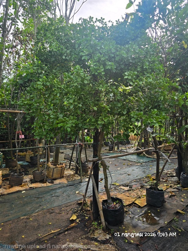 แก้วเจ้าจอม2" | สวนป้านิตย์ ปราจีนบุรี - เมืองปราจีนบุรี ปราจีนบุรี