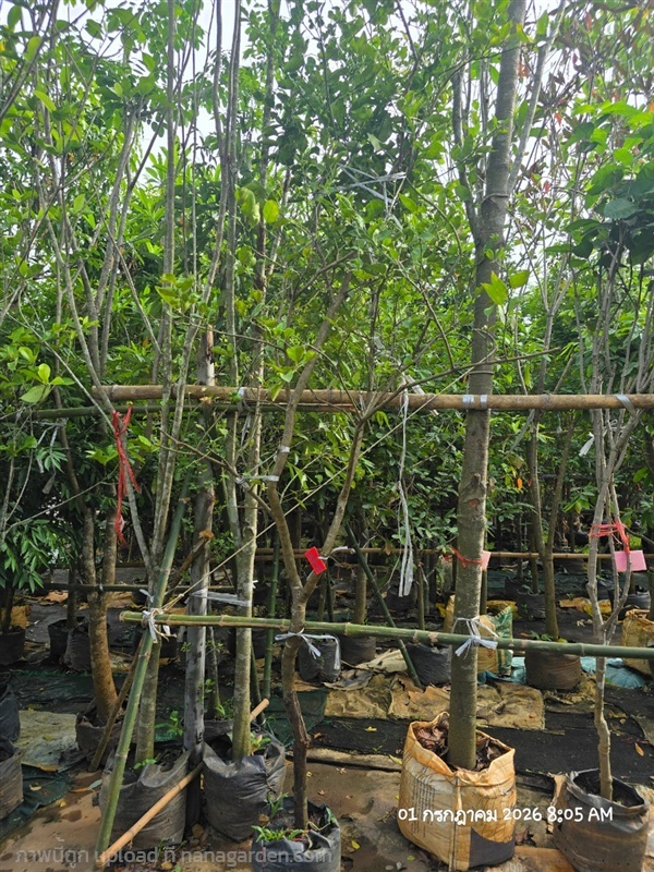 มะนาวไข่2" | สวนป้านิตย์ ปราจีนบุรี - เมืองปราจีนบุรี ปราจีนบุรี
