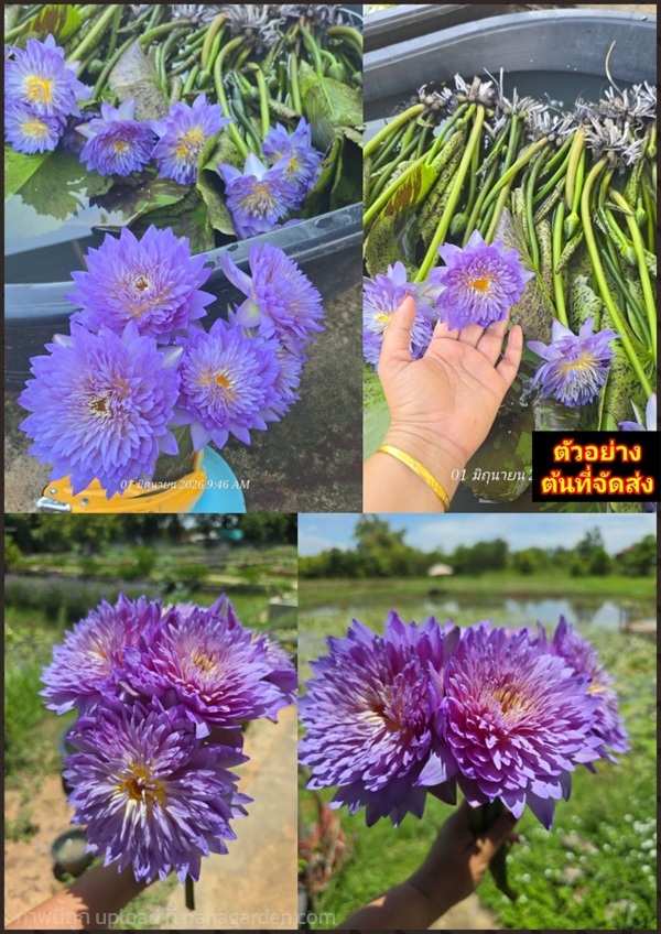 บัวเลิฟลี่บลู (Lovely Blue) เป็น บัวผัน (Tropical  | Shopping by lewat - เมืองมหาสารคาม มหาสารคาม