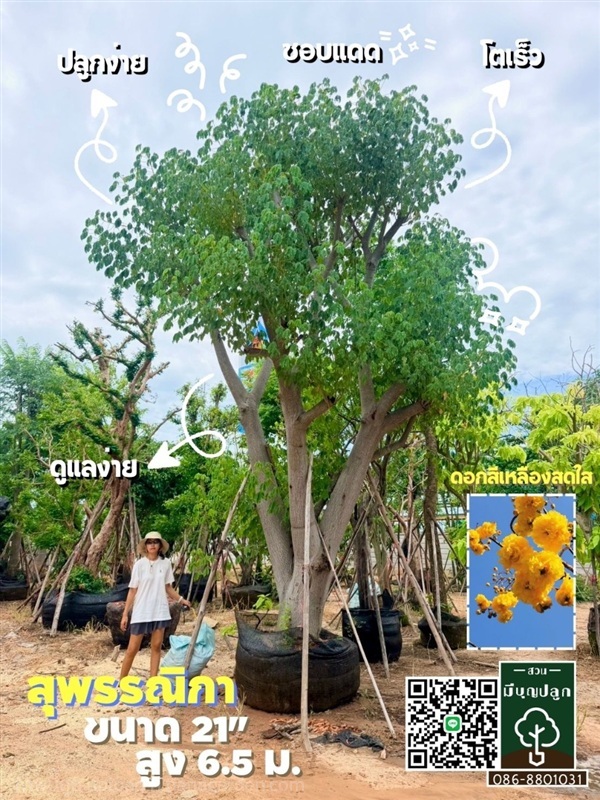 สุพรรณิกา 21 นิ้ว | มีบุญปลูก - ศรีประจันต์ สุพรรณบุรี