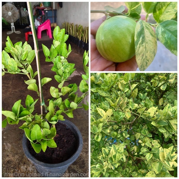 มะนาวด่าง มะนาวแป้นด่าง ส่งฟรี | เนตรนภาพันธุ์ไม้ - เมืองตรัง ตรัง