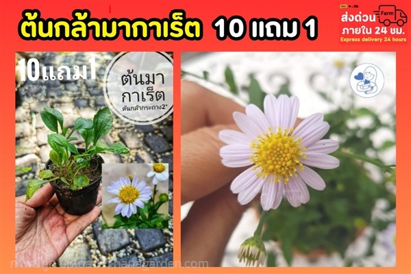 ต้นกล้ามากาเร็ต | ลิตเติ้ลพาร์ค Little Park - บางกรวย นนทบุรี