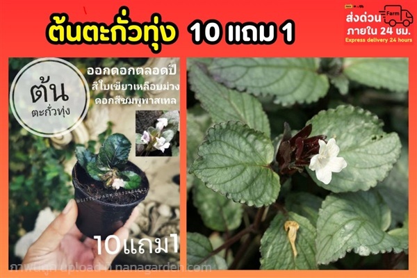 ต้นตะกั่วทุ่ง | ลิตเติ้ลพาร์ค Little Park - บางกรวย นนทบุรี
