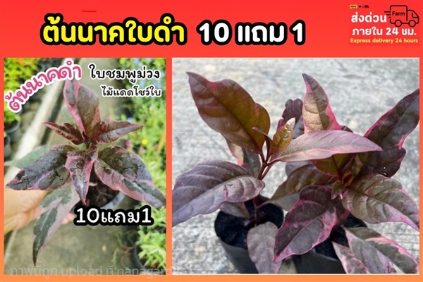 ต้นนาคใบดำ | ลิตเติ้ลพาร์ค Little Park - บางกรวย นนทบุรี