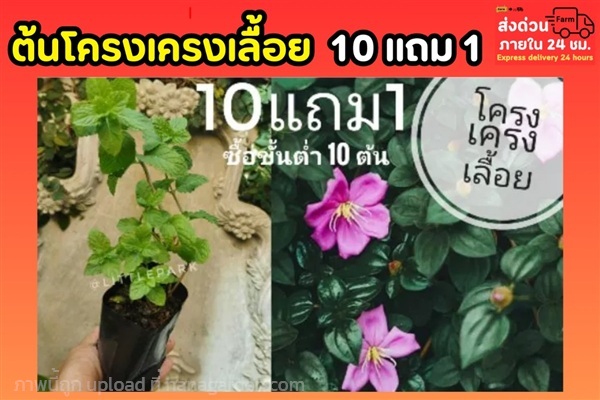 โครงเครงเลื้อย | ลิตเติ้ลพาร์ค Little Park - บางกรวย นนทบุรี